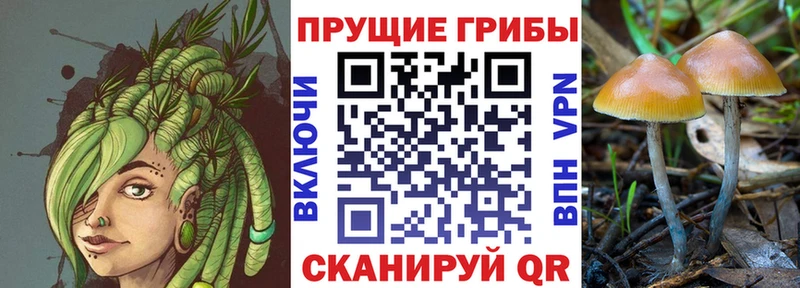 Псилоцибиновые грибы мицелий  Карачев 